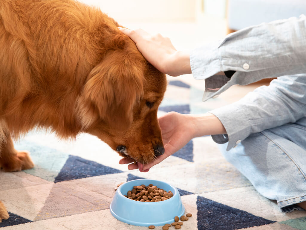 全价犬粮检测